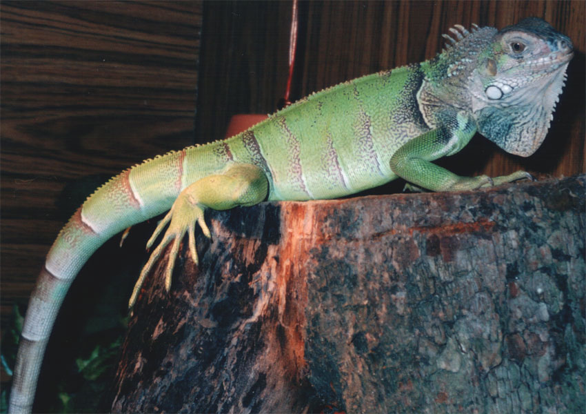 2000_02_002_Kb_leguan.jpg
