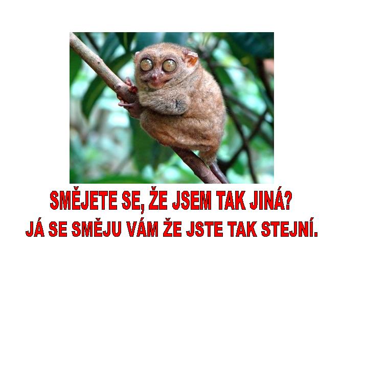 lemurek.jpg
