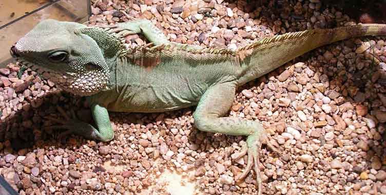 agama-vodni-samec.jpg